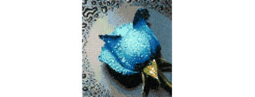 Голубая роза — алмазная мозаика, мастер-класс