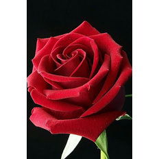 фото: картина в алмазной технике Бутон розы