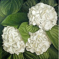 фото: картина для алмазной вышивки, Белая гортензия фото: картина для алмазной вышивки, Белая гортензия