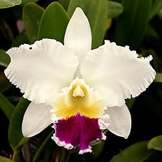 фото: картина для алмазной вышивки, Белая орхидея