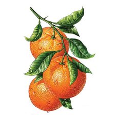 фото: картина для вышивки в алмазной технике, Апельсины