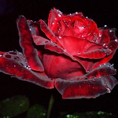фото: картина для алмазной вышивки, Красная роза в росе