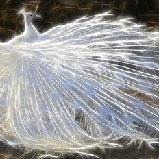 фото: картина для вышивки в алмазной технике, Символ счастья – Белый павлин