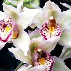 фото: картина для вышивки в алмазной технике, Белая орхидея