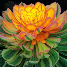 фото: картина для вышивки в алмазной технике, Молодило