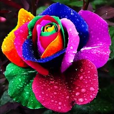 фото: картина для вышивки в алмазной технике, Радужная роза фото: картина для вышивки в алмазной технике, Радужная роза