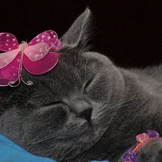 фото: картина в алмазной технике Спящая красавица
