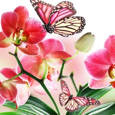 фото: картина для вышивки в алмазной технике, Орхидея и бабочки