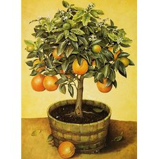 фото: картина для вышивки в алмазной технике, Апельсиновое дерево Художник Jоse Escofet