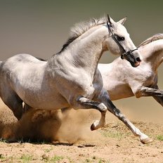 фото: картина для алмазной мозаики, Пара бегущих лошадей