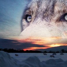 фото: картина в алмазной технике Выразительный взгляд волка