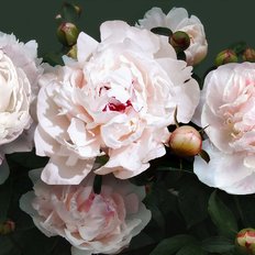 фото: картина для алмазной мозаики, Бело-розовые пионы 
