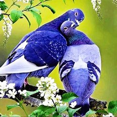 фото: картина для рисования по номерам Любовь и голуби