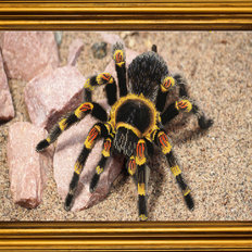 фото: картина для вышивки бисером Из жизни пауков. Часть 1