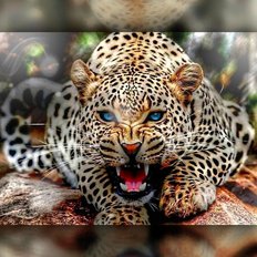 фото: картина в алмазной технике Злой леопард